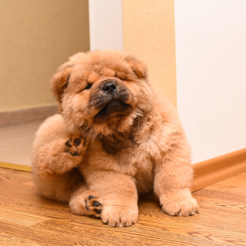 flea control services