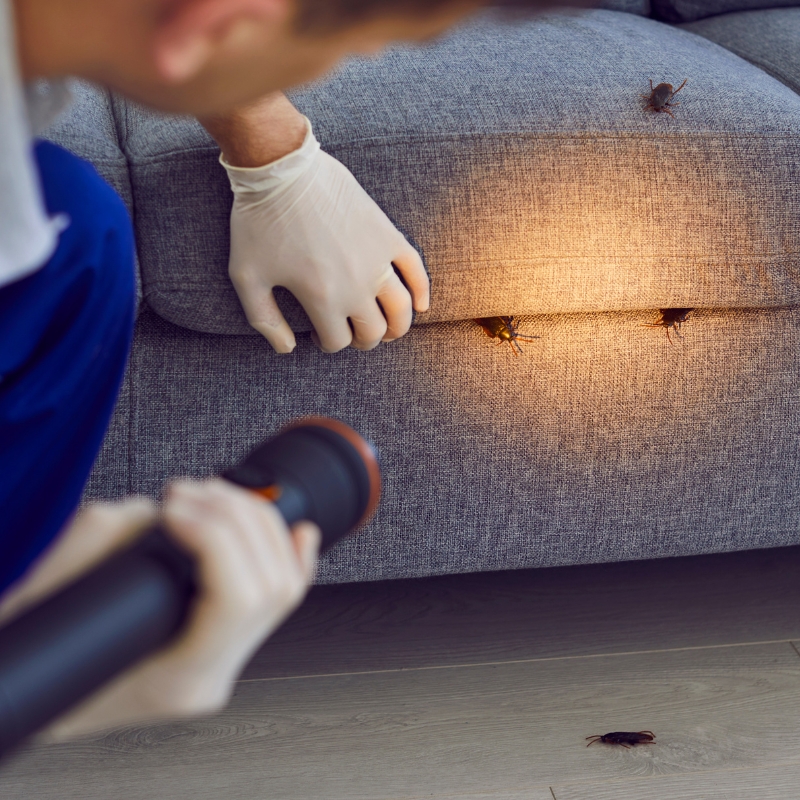 Cooper’s Pest Control Services Lithgow