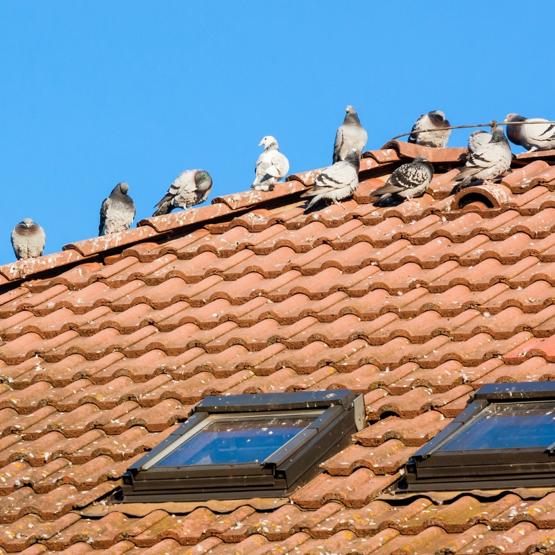 Cooper’s Pest Control Services Lithgow